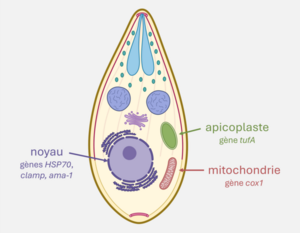Schéma_parasite_apicomplexe Schéma_parasite_apicomplexe