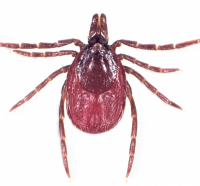 Ixodes_ricinus