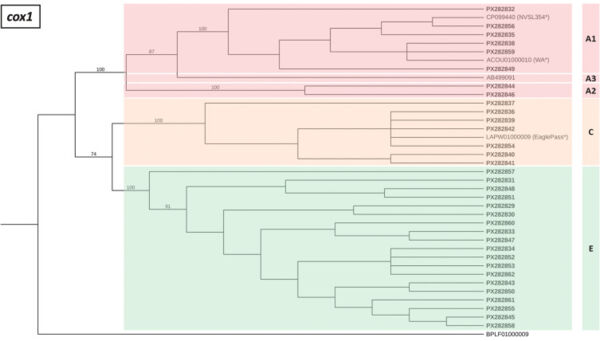 Arbre_phylogénétique_cox1_Theileria-equi Arbre_phylogénétique_cox1_Theileria-equi