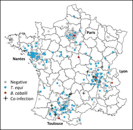 Localisation géographique et statut des chevaux