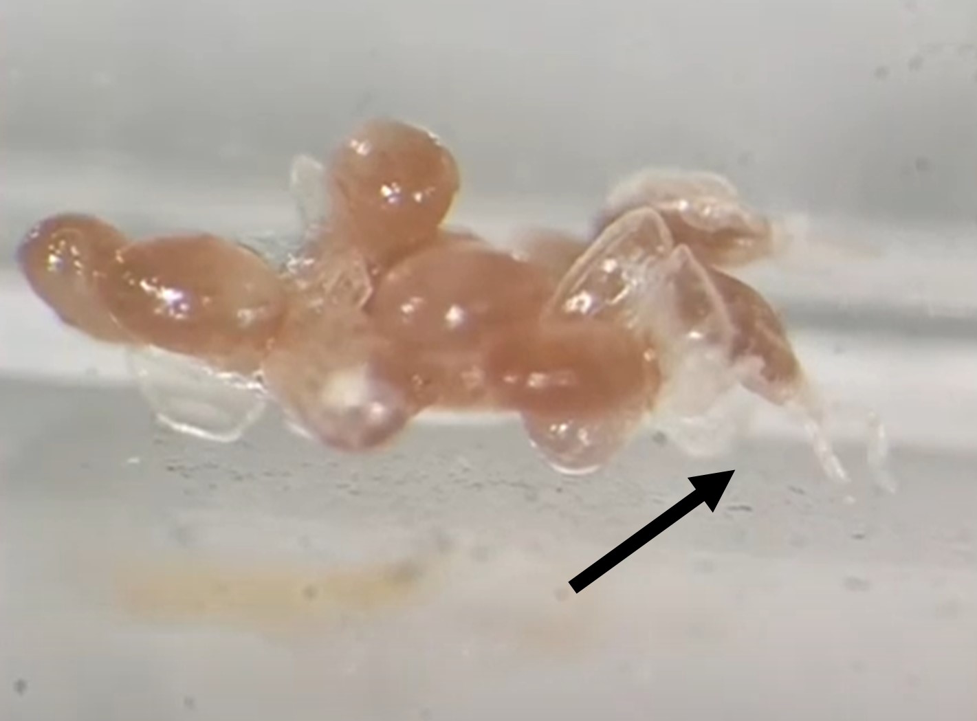 Eclosion d’œufs de larves de Dermacentor reticulatus en vidéo !