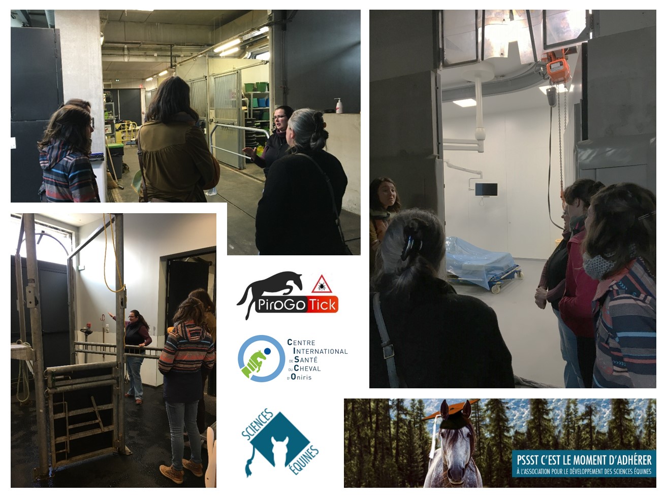 Visite clinique équine Oniris